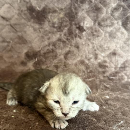 chaton Maine coon Les Pachas du Léman black smoke 