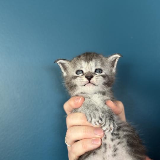 chaton Maine coon Les Pachas du Léman black smoke 