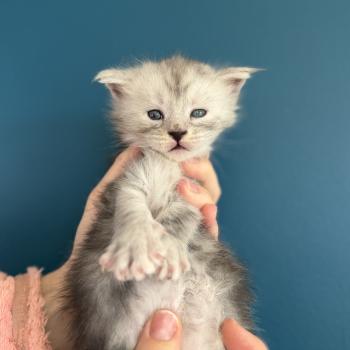 4e chaton (Portée Alpha ❤ Atlas 2026) - Mâle black smoke noir - lunette/tête  blanche Mâle Maine coon