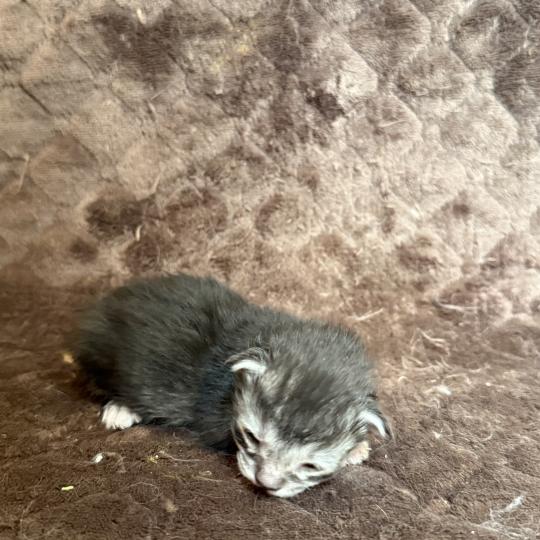 chaton Maine coon Les Pachas du Léman black smoke 