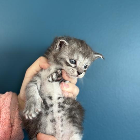chaton Maine coon Les Pachas du Léman black smoke 