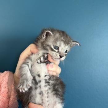 5e chaton (Portée Alpha ❤ Atlas 2026) - Mâle black smoke noir -  trait noir sous les yeux Mâle Maine coon