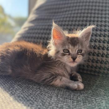 5e chaton (Portée Alpha ❤ Atlas 2026) - Mâle black smoke noir -  trait noir sous les yeux Mâle Maine coon