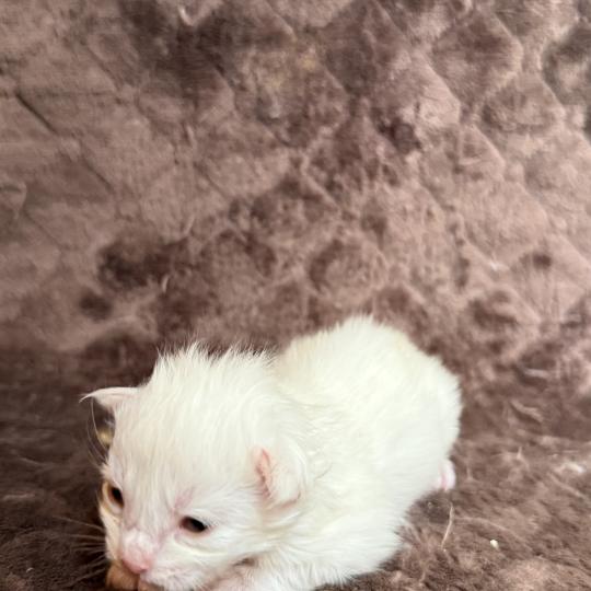 chaton Maine coon Les Pachas du Léman red shaded