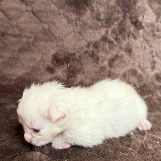 chaton Maine coon Les Pachas du Léman red shaded