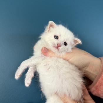 6e chaton (Portée Alpha ❤ Atlas 2026) - Mâle red shaded crème Mâle Maine coon