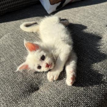 6e chaton (Portée Alpha ❤ Atlas 2026) Les Pachas du Léman Mâle Maine coon