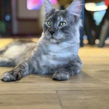 Atlas  Mâle Maine coon