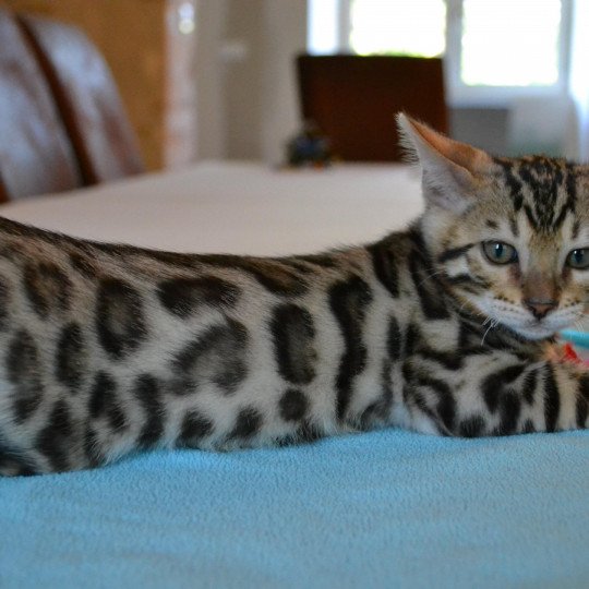 Radjah D Esprit Bengal Chat Bengal A Vendre Chat Et Chaton Com