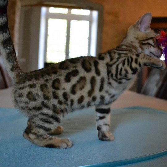Ramses D Esprit Bengal Chat Bengal A Vendre Chat Et Chaton Com Ramses D Esprit Bengal Chat Bengal A Vendre Chat Et Chaton Com