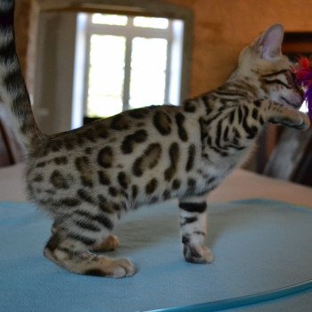 Ramses D Esprit Bengal Chat Bengal A Vendre Chat Et Chaton Com