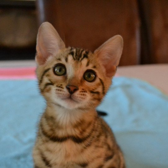 Redford D Esprit Bengal Chat Bengal A Vendre Chat Et Chaton Com