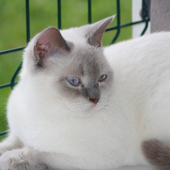 tysia du berceau du chat Femelle British Shorthair