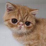 Umberto Mâle Exotic Shorthair Umberto Mâle Exotic Shorthair