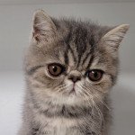 Uda Femelle Exotic Shorthair Uda Femelle Exotic Shorthair