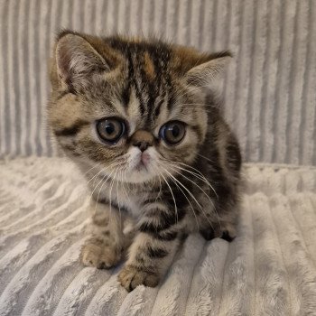 Antoinette Femelle Exotic Shorthair