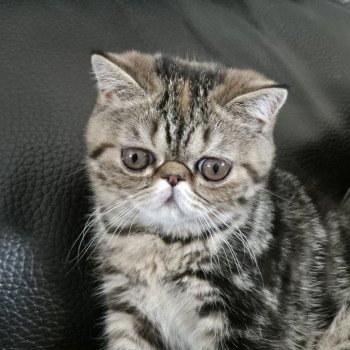 Antoinette Femelle Exotic Shorthair