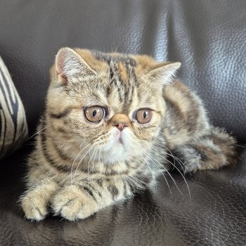 Antoinette Femelle Exotic Shorthair