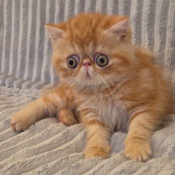 Almé Mâle Exotic Shorthair
