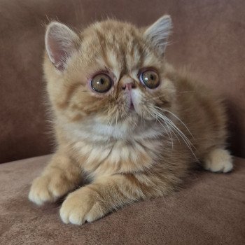 Almé Mâle Exotic Shorthair
