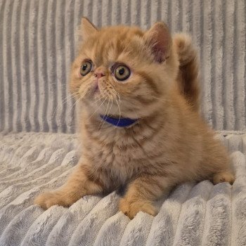 Abricot / Nacho Mâle Exotic Shorthair