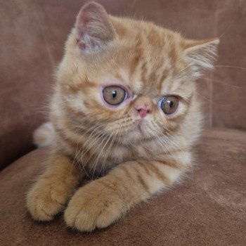 Abricot / Nacho Mâle Exotic Shorthair