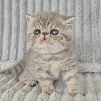 Collier violet Femelle Exotic Shorthair