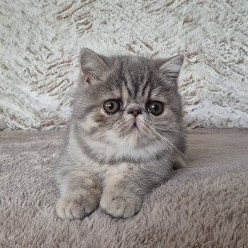 Ayaka Femelle Exotic Shorthair