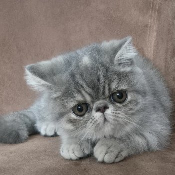 Ayaka Femelle Exotic Shorthair