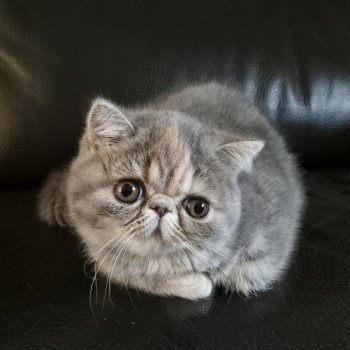 Api Femelle Exotic Shorthair