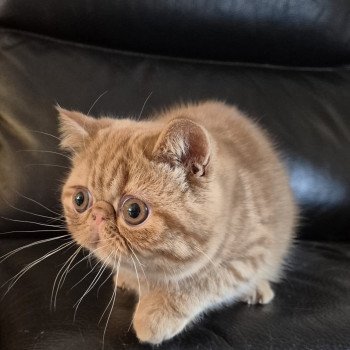Azuki Mâle Exotic Shorthair