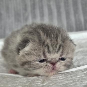 Collier blanc Femelle Exotic Shorthair
