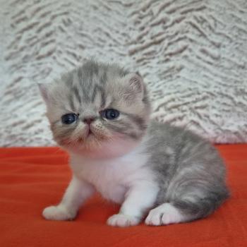 Collier blanc Femelle Exotic Shorthair