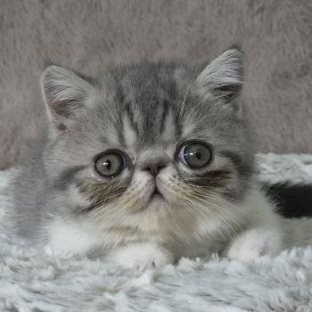 Balzac Femelle Exotic Shorthair