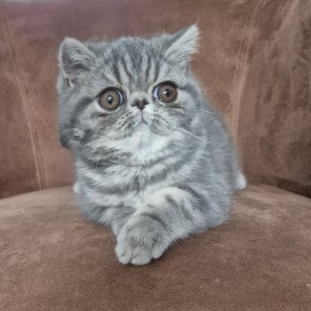 Aymie Femelle Exotic Shorthair