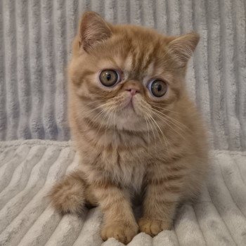 Arrow Mâle Exotic Shorthair