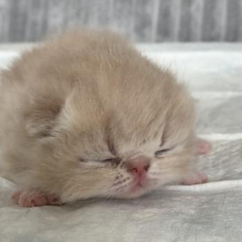 Collier brun Mâle Exotic Shorthair
