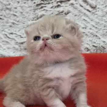 Collier brun Mâle Exotic Shorthair