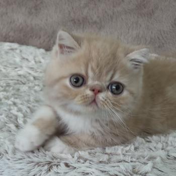Bounty Mâle Exotic Shorthair
