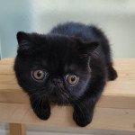 Utah Mâle Exotic Shorthair Utah Mâle Exotic Shorthair