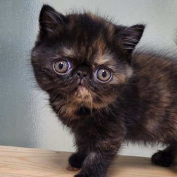 Une Cannelle Femelle Exotic Shorthair