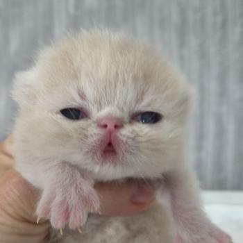 Collier noir Mâle Exotic Shorthair