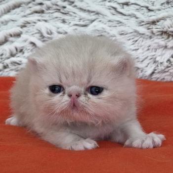 Collier noir Mâle Exotic Shorthair