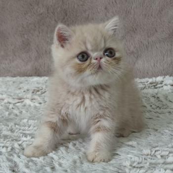 Bambou Mâle Exotic Shorthair