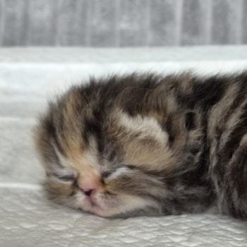 Collier orange Femelle Exotic Shorthair