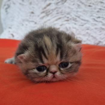 Collier orange Femelle Exotic Shorthair