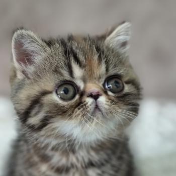 Babette Femelle Exotic Shorthair