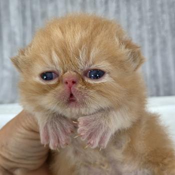 Collier vert Mâle Exotic Shorthair