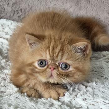 Berlioz Mâle Exotic Shorthair