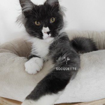 Socquette Femelle Maine coon